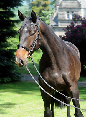 25. Mai 2011 - Foto: Beate Langels - Trakehner Gestt Hmelschenburg