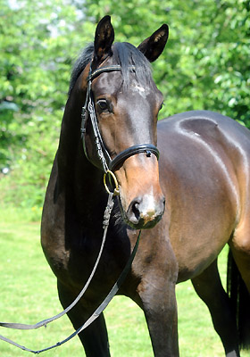 25. Mai 2011 - Foto: Beate Langels - Trakehner Gestt Hmelschenburg