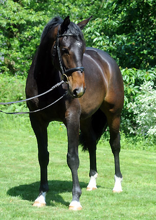 25. Mai 2011 - Foto: Beate Langels - Trakehner Gestt Hmelschenburg