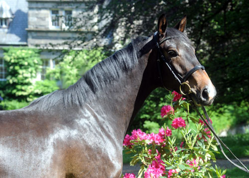 25. Mai 2011 - Foto: Beate Langels - Trakehner Gestt Hmelschenburg