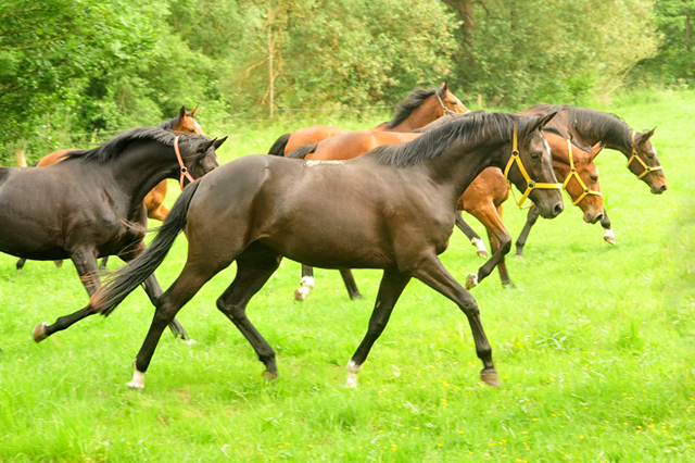 Gacyria als Dreijhrige Ende Mai 2018 - Foto: Beate Langels