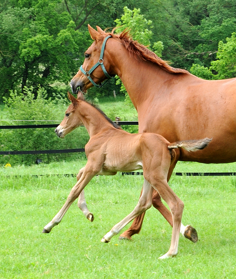 Trakehner von Integer u.d. Pr.u.StPrSt. Klassic Motion - Foto: Beate Langels - Trakehner Gestt Hmelschenburg