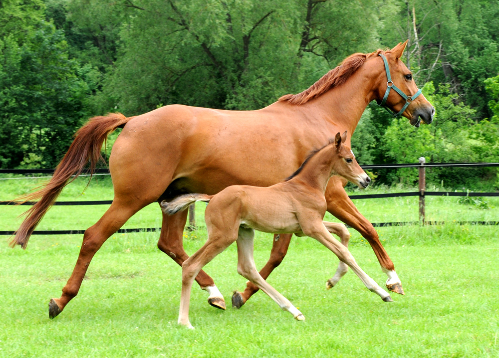 Hengstfohlen v. Integer u.d. Prmienstute Klassic Motion v. High Motion - 
Trakehner Gestt Hmelschenburg - Foto: Langels