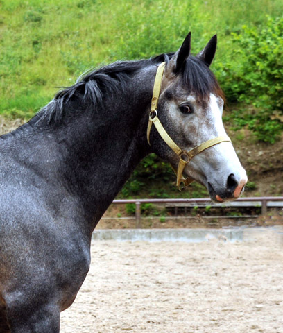 zweijhriger Trakehner Hengst von Saint Cyr u.d. Teatime v. Summertime, Foto: Beate Langels - Trakehner Gestt Hmelschenburg