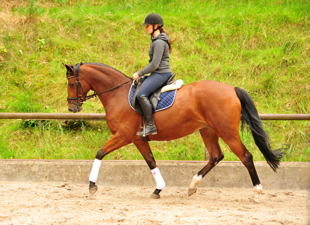  Trakehner Gestt Hmelschenburg - Kabriola v. Freudenfest im Juni 2018 - Foto: Beate Langels