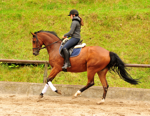  Trakehner Gestt Hmelschenburg - Kabriola v. Freudenfest im Juni 2018 - Foto: Beate Langels