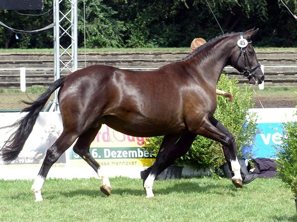 Klassensiegerin der der 7- u. 9jhrigen Stuten: GRETA GARBO von Alter Fritz u.d. Elitestute Gloriette v. Kostolany - Foto: Beate Langels Gestt Hmelschenburg