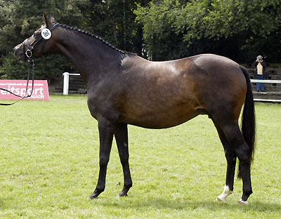 Trakehner  Elitestute Schwalbenfeder von Summertime - Exclusiv, Züchter und Besitzer: Gestüt Hämelschenburg - Beate Langels