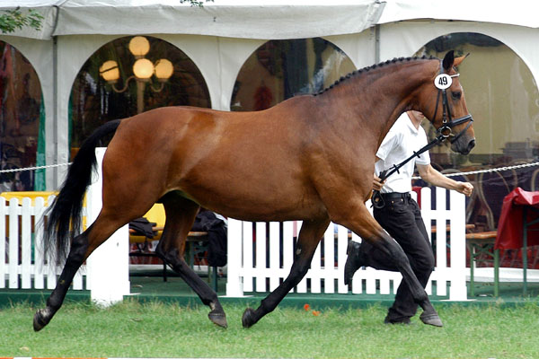 Klassensiegerin der 10-14jhrigen Stuten und beste Halbblutstute: PrSt. u.StPrSt. GUENDALINA von Red Patrick xx u.d. Gwendolyn v. Maestro - Foto: Beate Langels Gestt Hmelschenburg