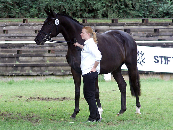 Klassensiegerin der 4jhrigen: Vittoria von Exclusiv u.d. Vicenza v. Showmaster - Foto: Beate Langels Gestt Hmelschenburg