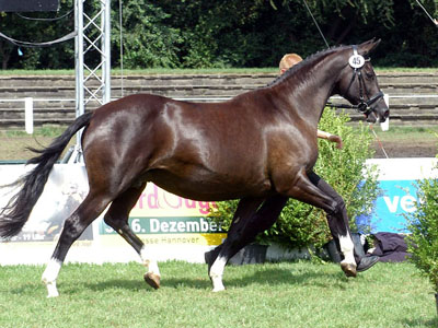 Trakehner Stute Greta Garbo v. Alter Fritz, Siegerstute der zentralen Stuteneintragung 2003