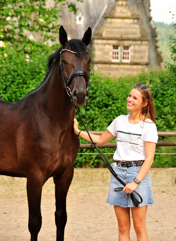 Vittoriano - 4jhriger Trakehner von Touch my Heart u.d. Pr.u.StPrSt. Vittoria v. Exclusiv - Trakehner Gestt Hmelschenburg - Foto: Beate Langels - Trakehner Gestt Hmelschenburg