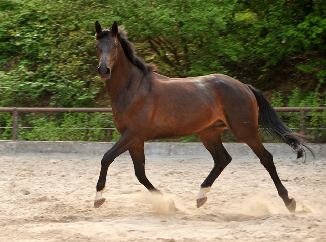 Vittoriano - 4jhriger Trakehner von Touch my Heart u.d. Pr.u.StPrSt. Vittoria v. Exclusiv - Trakehner Gestt Hmelschenburg - Foto: Beate Langels - Trakehner Gestt Hmelschenburg