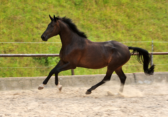 Vittoriano - 4jhriger Trakehner von Touch my Heart u.d. Pr.u.StPrSt. Vittoria v. Exclusiv - Trakehner Gestt Hmelschenburg - Foto: Beate Langels - Trakehner Gestt Hmelschenburg