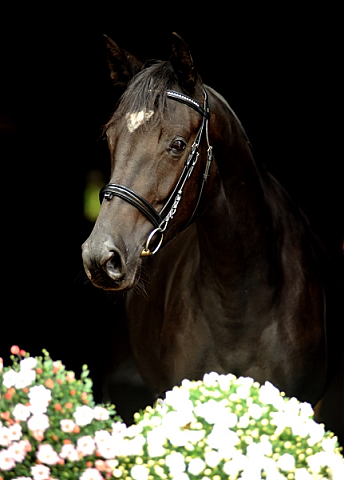 Ginger Rogers von Symont u.d. Greta Garbo v. Alter Fritz, Foto: Beate Langels, Trakehner Gestt Hmelschenburg