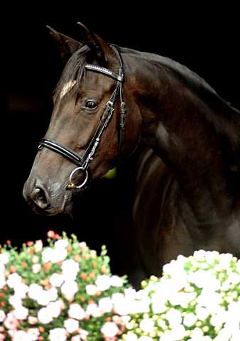 Ginger Rogers von Symont u.d. Greta Garbo v. Alter Fritz, Foto: Beate Langels, Trakehner Gestt Hmelschenburg