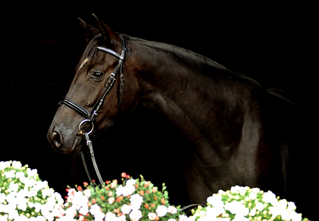 Ginger Rogers von Symont u.d. Greta Garbo v. Alter Fritz, Foto: Beate Langels, Trakehner Gestt Hmelschenburg