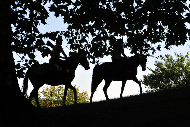Nobody und Ginger Rogers - Foto: Beate Langels -
Trakehner Gestt Hmelschenburg