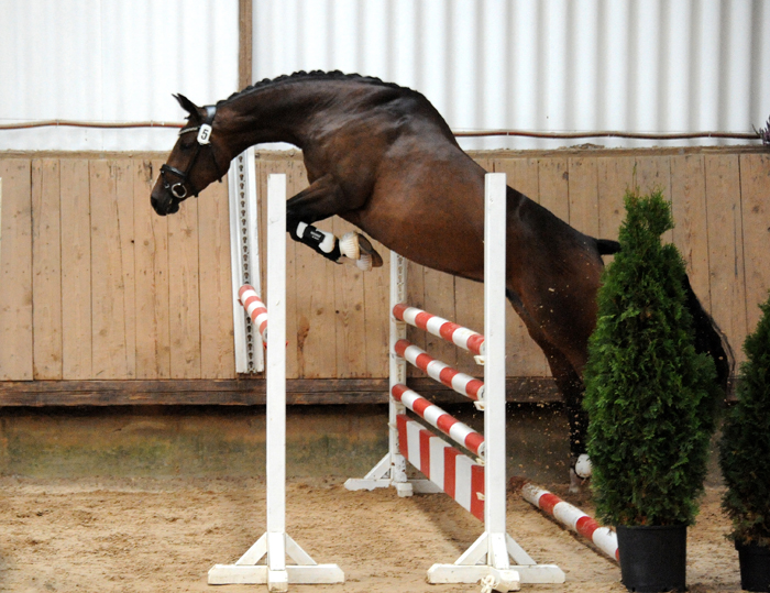 Stutenenleistungsprfung: Taluna v. Alter Fritz u.d. Pr.u.StPrSt. Tacyra v. Saint Cyr - Trakehner Gestt Hmelschenburg - 
Foto: Beate Langels