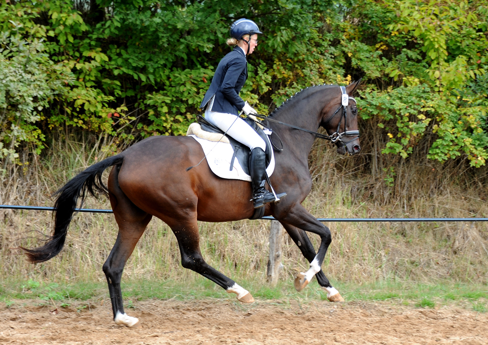 Stutenleistungsprfung in Uslar: Schwalbenflocke von Sir Donnerhall I
 Trakehner Gestt Hmelschenburg - Beate Langels