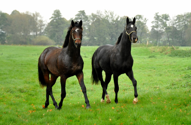 Zweijhrige Nachwuchspferde im Gestt Hmelschenburg - Foto: Beate Langels - Trakehner Gestt Hmelschenburg