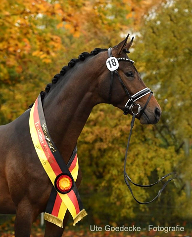 His Moment von Millenium - Le Rouge - Foto: Ute Goedecke - Trakehner Gestt Hmelschenburg