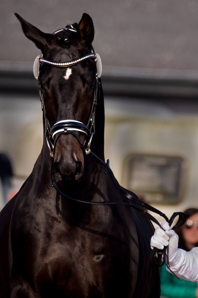 2jhriger Hengst Under and Over von Saint Cyr u.d. Pr.St. Under the moon v. Easy Game - Foto: Beate Langels - Trakehner Gestt Hmelschenburg