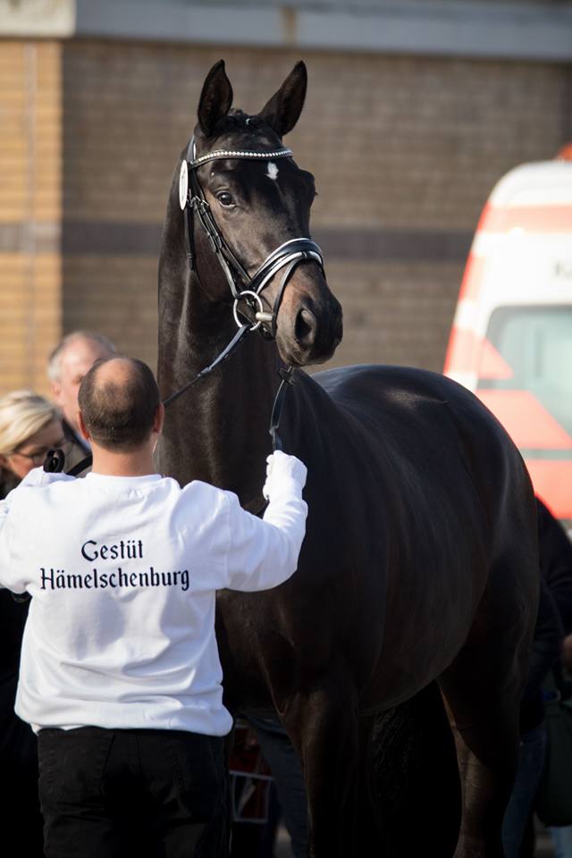 2jhriger Hengst Under and Over von Saint Cyr u.d. Pr.St. Under the moon v. Easy Game - Foto: Beate Langels - Trakehner Gestt Hmelschenburg