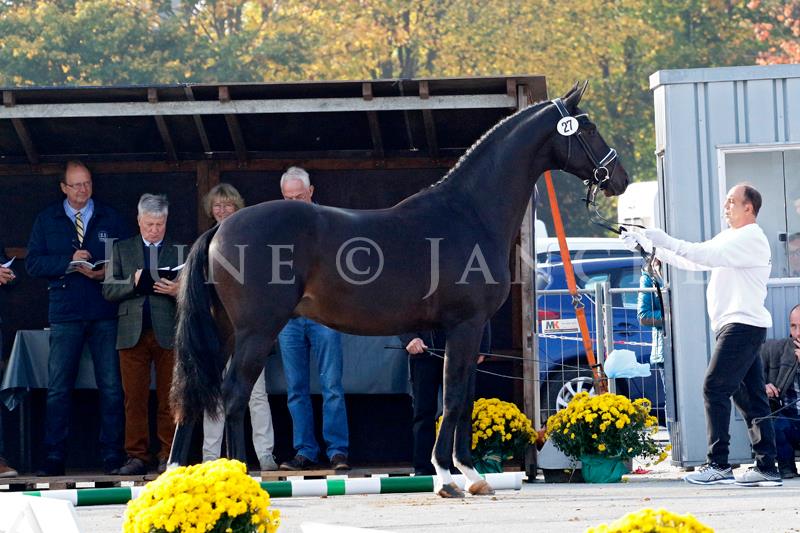 2jhriger Hengst Under and Over von Saint Cyr u.d. Pr.St. Under the moon v. Easy Game - Foto: Lune Jancke - Trakehner Gestt Hmelschenburg