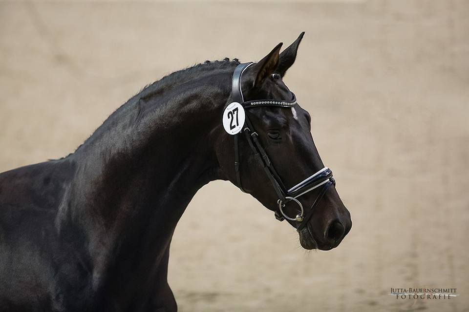 2jhriger Hengst Under and Over von Saint Cyr u.d. Pr.St. Under the moon v. Easy Game - Foto: Jutta Bauernschmidt - Trakehner Gestt Hmelschenburg