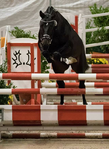 2jhriger Hengst Under and Over von Saint Cyr u.d. Pr.St. Under the moon v. Easy Game - Foto: Beate Langels - Trakehner Gestt Hmelschenburg