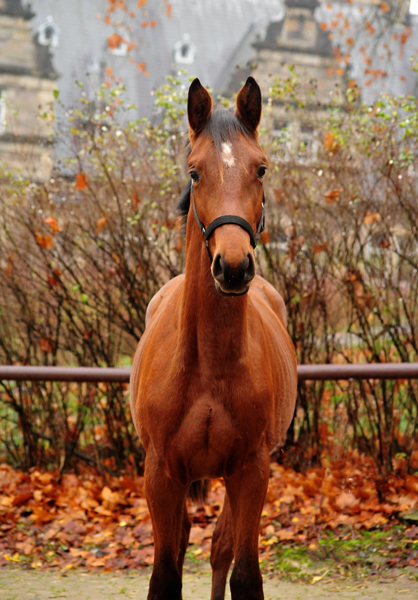 Jhrlingshengste im September 2018 - Trakehner Gestt Hmelschenburg - Foto: Beate Langels