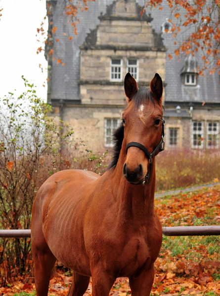 Jhrlingshengste im September 2018 - Trakehner Gestt Hmelschenburg - Foto: Beate Langels