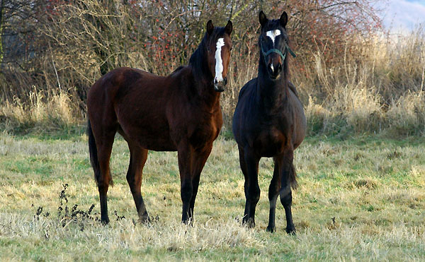 Goliath v. Shavalou  und  Fridolin v. Freudenfest