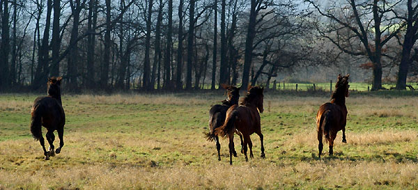 Jhrlingshengste im Trakehner Gestt Hmelschenburg