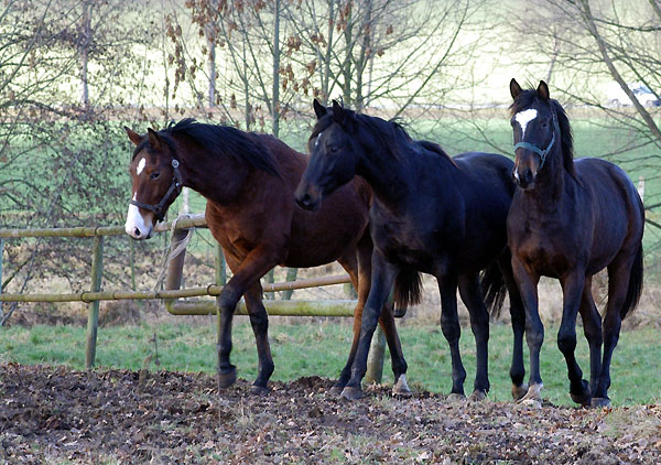 Jhrlingshengste im Trakehner Gestt Hmelschenburg