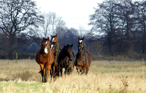 Jhrlingshengste im Trakehner Gestt Hmelschenburg