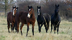 25. Dezbember 2008 im Trakehner Gestt Hmelschenburg