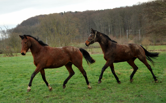 Ende Dezember 2013 - Giulietta v. Saint Cyr und  Schwalbenlicht v. Imperio  - Trakehner Gestt Hmelschenburg