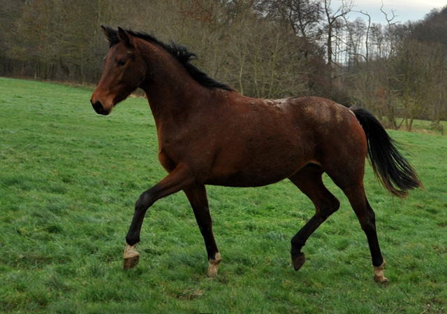 Ende Dezember 2013 - Giulietta v. Saint Cyr und  Schwalbenlicht v. Imperio  - Trakehner Gestt Hmelschenburg