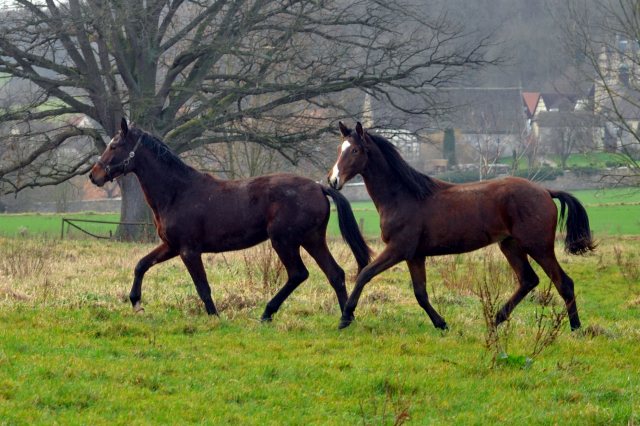 Die Jhrlingshengste - Weihnachten 2015 - aufgestellt im 
Trakehner Gestt Hmelschenburg