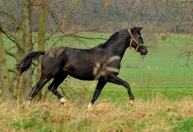 Die Jhrlingshengste - Weihnachten 2015 - aufgestellt im 
Trakehner Gestt Hmelschenburg