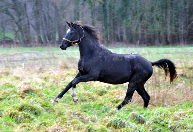 Die Jhrlingshengste - Weihnachten 2015 - aufgestellt im 
Trakehner Gestt Hmelschenburg