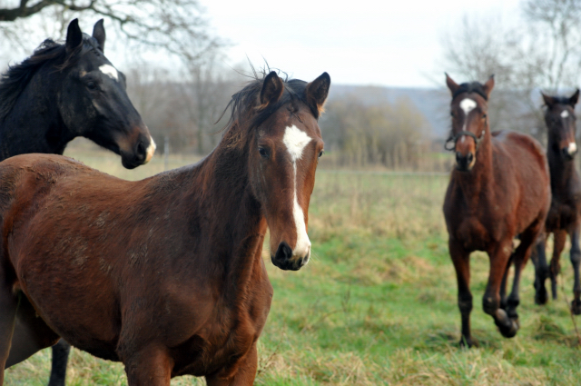 Die Jhrlingshengste - Weihnachten 2015 - aufgestellt im 
Trakehner Gestt Hmelschenburg