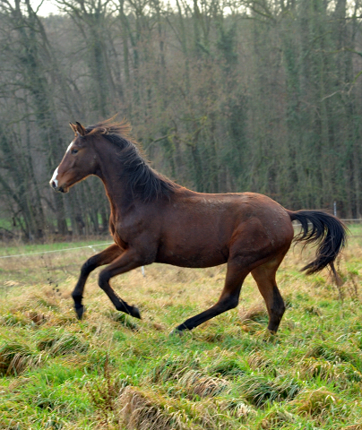 Die Jhrlingshengste - Weihnachten 2015 - aufgestellt im 
Trakehner Gestt Hmelschenburg