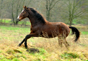 Dezember 2015 in Hmelschenburg  - Fotos Beate Langels- Trakehner Gestt Hmelschenburg