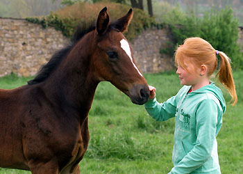 Trakehner Hengstfohlen von Exclusiv u.d. Vicenza v. Showmaster - Foto: Beate Langels, Gestt Hmelschenburg