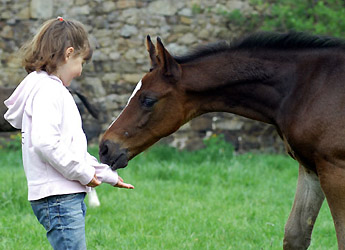 Trakehner Hengstfohlen von Exclusiv u.d. Vicenza v. Showmaster - Foto: Beate Langels, Gestt Hmelschenburg