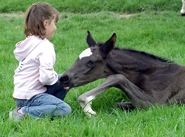 Trakehner Rapphengst von Shavalou u.d. Greta Garbo v. Alter Fritz - Foto: Beate Langels, Gestt Hmelschenburg