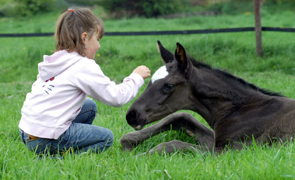 Trakehner Rapphengst von Shavalou u.d. Greta Garbo v. Alter Fritz - Foto: Beate Langels, Gestt Hmelschenburg